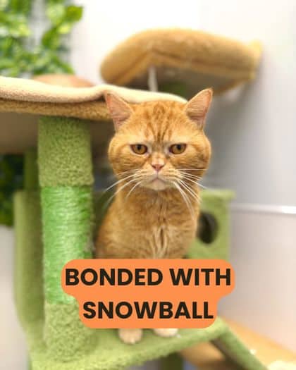 Garfield - British Shorthair/Mix available for adoption