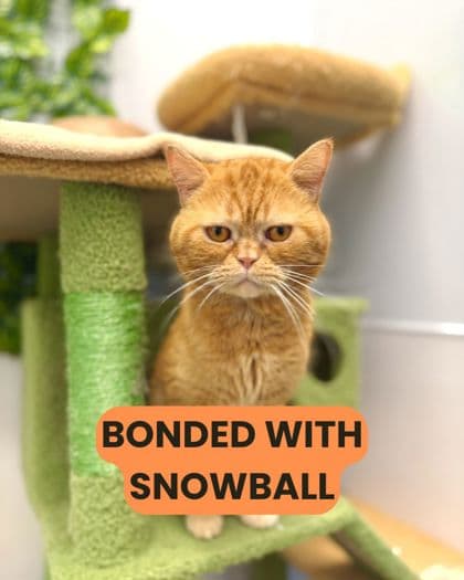Garfield - British Shorthair/Mix cat available for adoption at Humane Society London & Middlesex in London