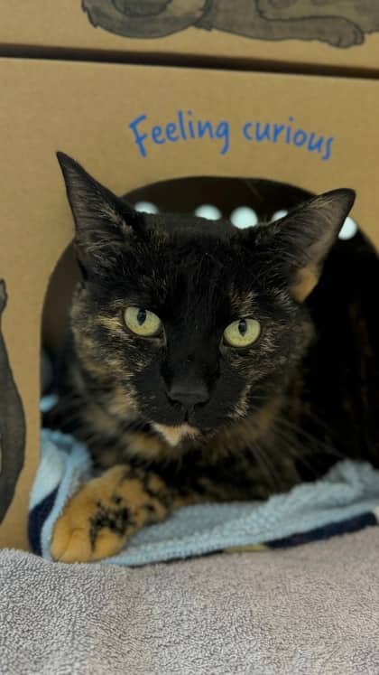 Susie - Domestic Shorthair/Mix cat available for adoption at Humane Society London & Middlesex in London
