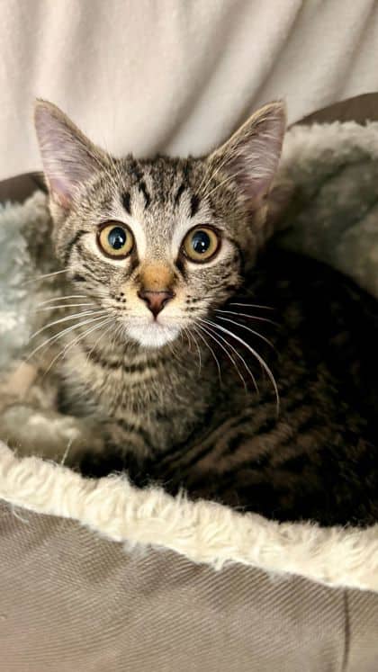 Venus - Domestic Shorthair/Mix available for adoption