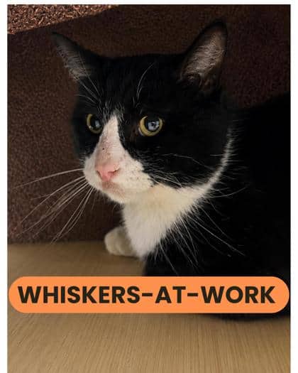 Juno - Domestic Shorthair/Mix available for adoption
