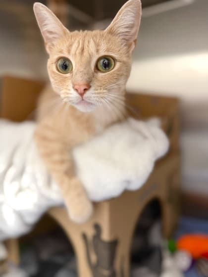 Jerry - Domestic Shorthair/Mix available for adoption