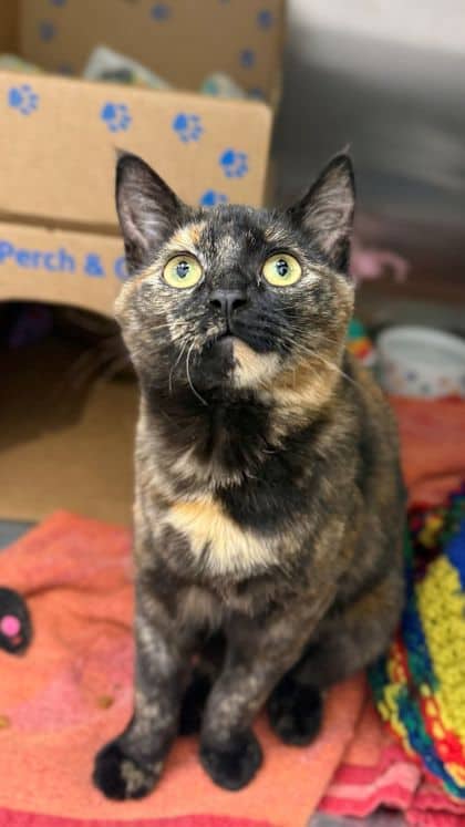 Bonnie - Domestic Shorthair/Mix cat available for adoption in Ontario