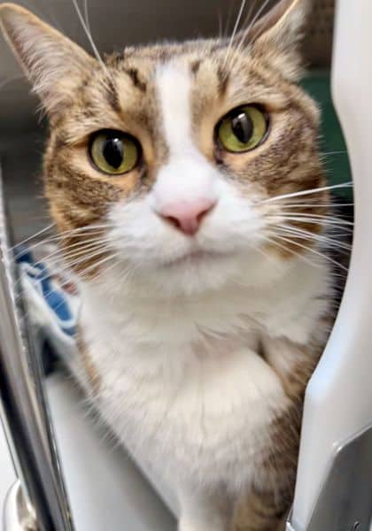 Cleveland - Domestic Shorthair/Mix available for adoption