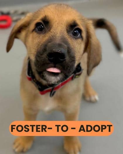 Phillip - Shepherd/Mix available for adoption in Ontario