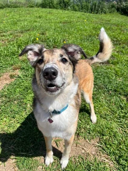 Echo - Australian Shepherd/Mix available for adoption