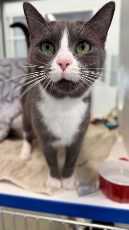 Mimi - Domestic Shorthair/Mix available for adoption