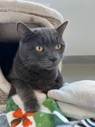 Blake - Domestic Shorthair/Mix cat available for adoption at Humane Society London & Middlesex in London