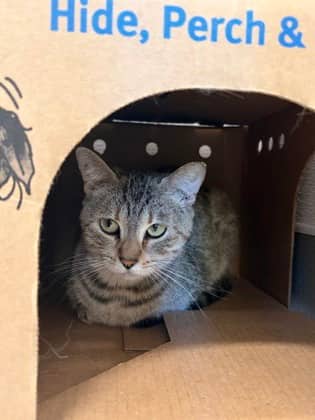 Lil Momma - Bengal/Mix available for adoption