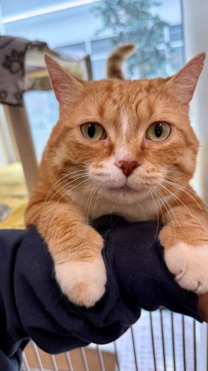 Hamlet - Domestic Shorthair/Mix cat available for adoption at Humane Society London & Middlesex in London