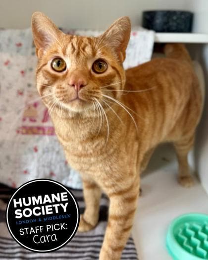 Derf - Domestic Shorthair/Mix available for adoption