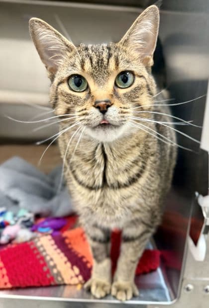 Alice - Domestic Shorthair/Mix cat available for adoption at Humane Society London & Middlesex in London