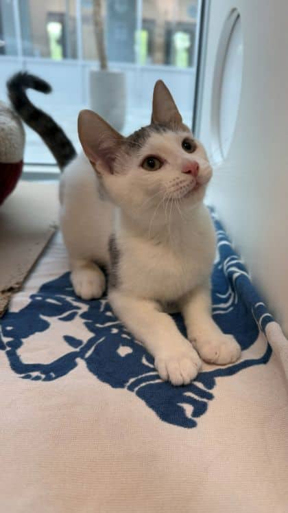 Fruit Loop - Domestic Shorthair/Mix cat available for adoption at Humane Society London & Middlesex in London