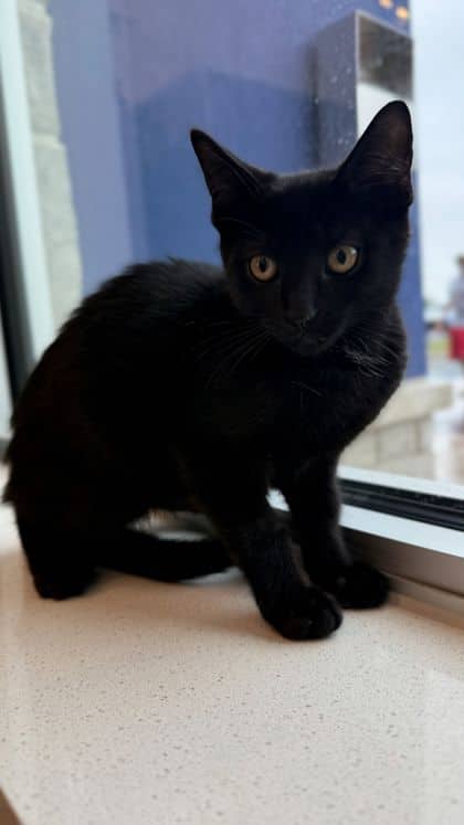 Einstein - Domestic Shorthair/Mix available for adoption