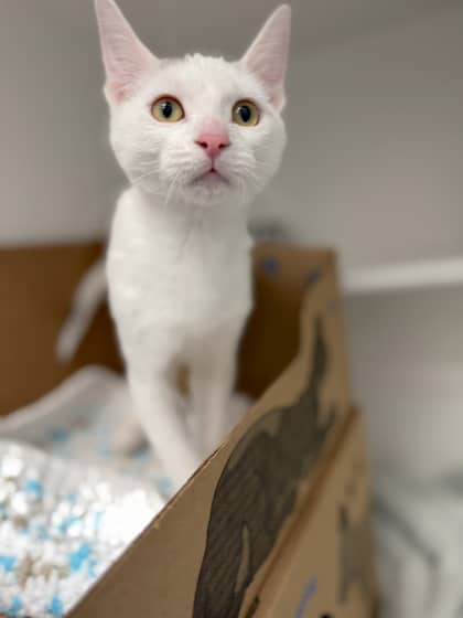 Ford - Domestic Shorthair/Mix cat available for adoption at Humane Society London & Middlesex in London