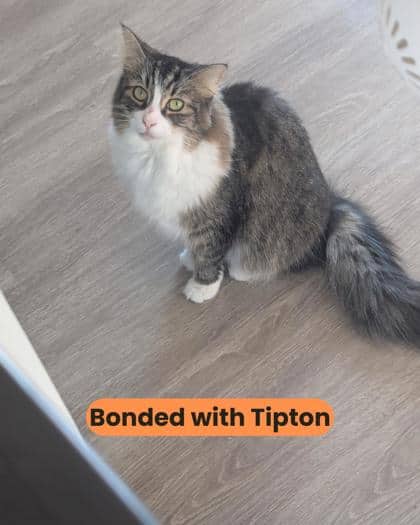 Hilton - Domestic Medium Hair/Mix cat available for adoption at Humane Society London & Middlesex in London