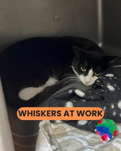 Domino - Domestic Shorthair/Mix available for adoption