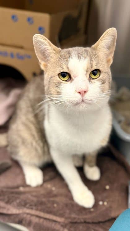 Smokey Robinson - Domestic Shorthair/Mix cat available for adoption at Humane Society London & Middlesex in London