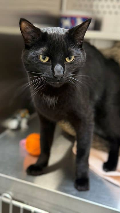 Salem - Domestic Shorthair/Mix cat available for adoption at Humane Society London & Middlesex in London