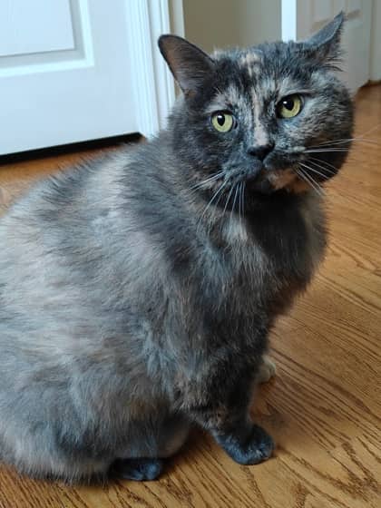Angel - Domestic Shorthair/Mix available for adoption