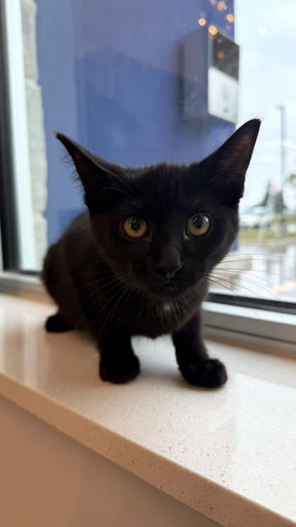 Newton - Domestic Shorthair/Mix available for adoption