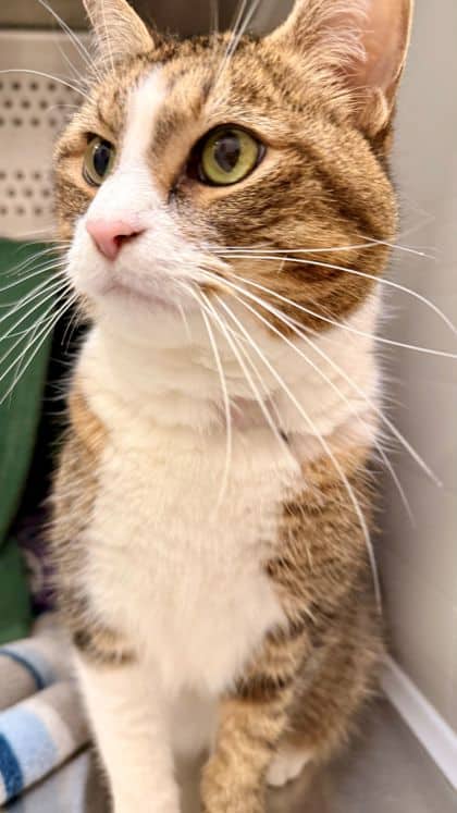 Cleveland - Domestic Shorthair/Mix cat available for adoption at Humane Society London & Middlesex in London