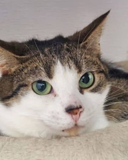 Boggle - Domestic Shorthair/Mix available for adoption