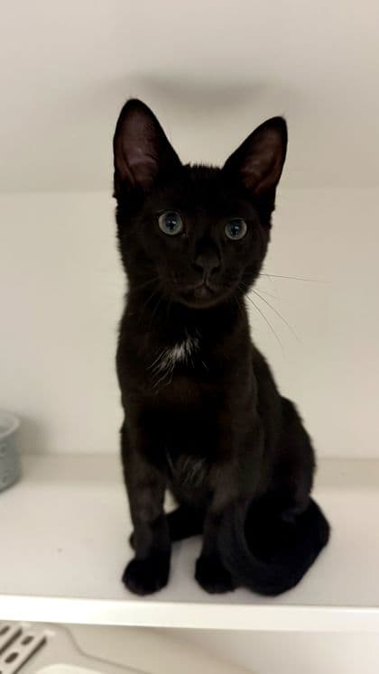 Roley - Domestic Shorthair/Mix available for adoption