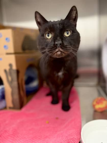 Bjorn - Domestic Medium Hair/Mix cat available for adoption at Humane Society London & Middlesex in London