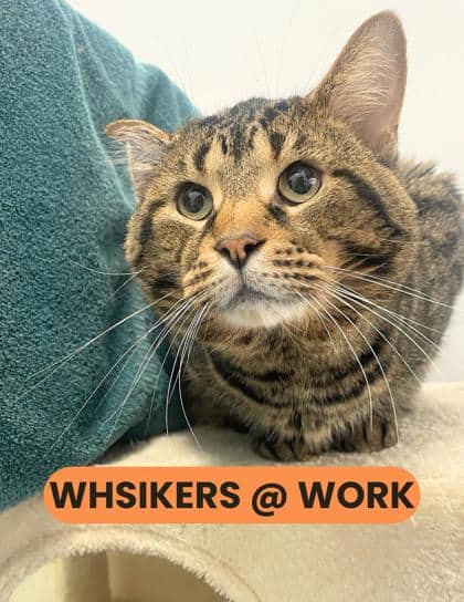 Maple - Domestic Shorthair/Mix cat available for adoption in Ontario