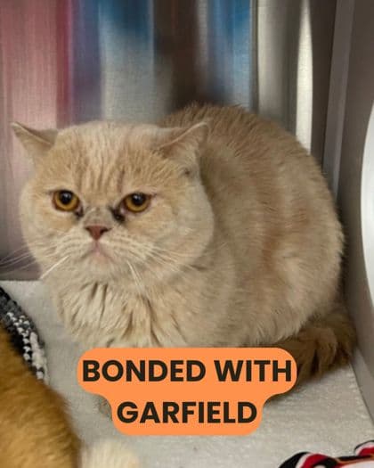 Snowball - British Shorthair/Mix available for adoption