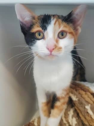 Merlin - Domestic Shorthair/Mix available for adoption