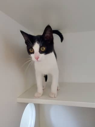 Wilmer - Domestic Shorthair/Mix available for adoption