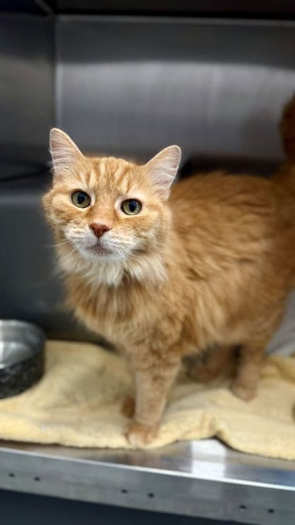 Loki - Domestic Medium Hair/Mix cat available for adoption at Humane Society London & Middlesex in London