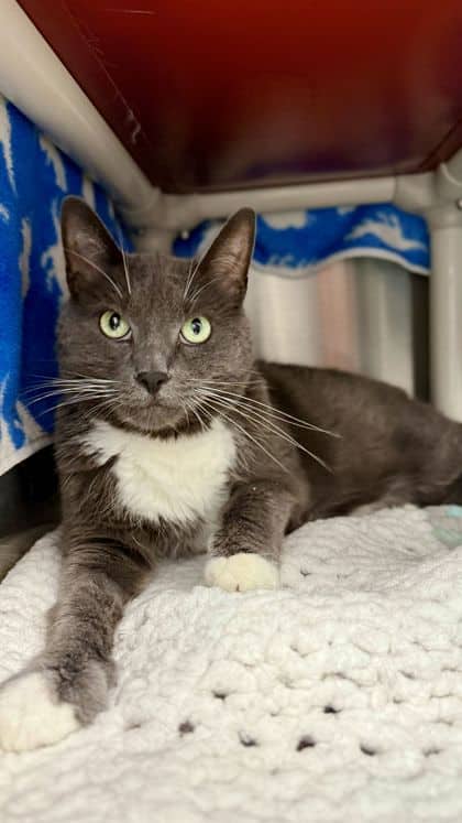 Bullet - Domestic Shorthair/Mix available for adoption
