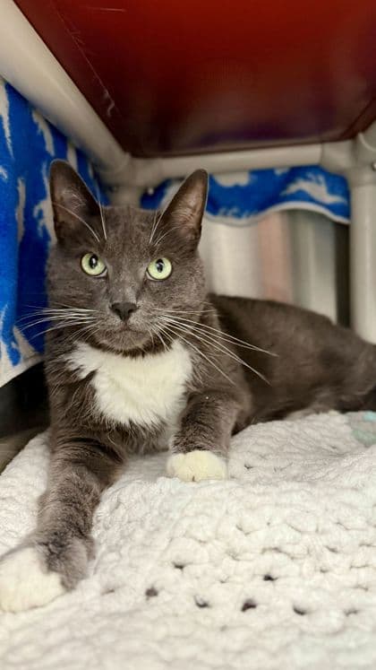 Bullet - Domestic Shorthair/Mix cat available for adoption at Humane Society London & Middlesex in London