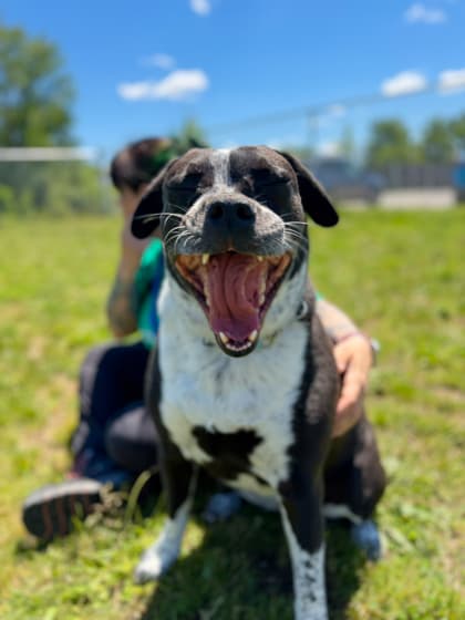Athena - Bulldog, American/Mix available for adoption