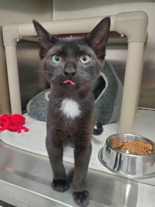 Dizzy - Domestic Shorthair/Mix available for adoption