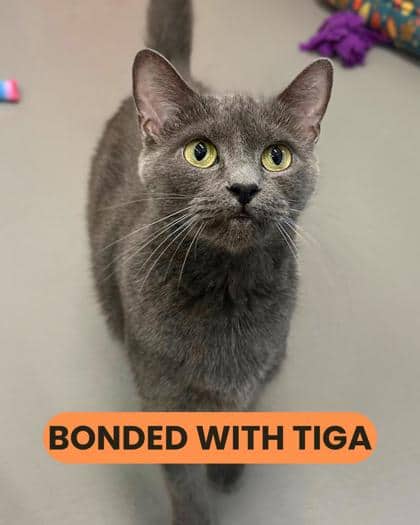 Chubbs - Domestic Shorthair/Mix cat available for adoption at Humane Society London & Middlesex in London
