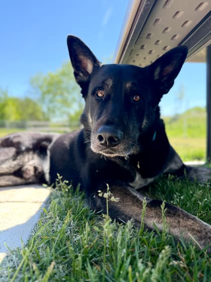 Havoc - Shepherd/Mix available for adoption in Ontario