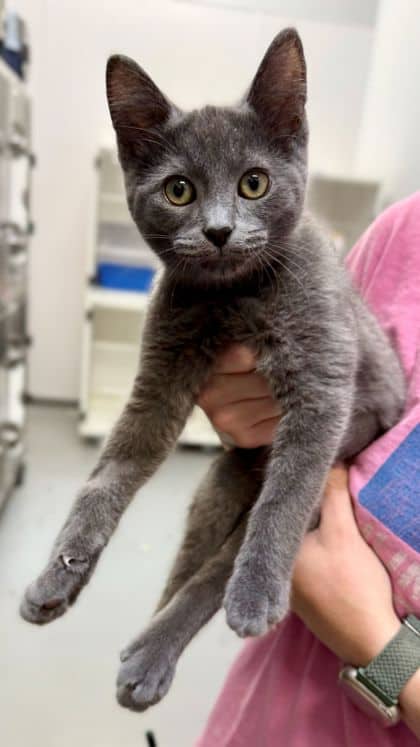 Trix - Domestic Shorthair/Mix available for adoption