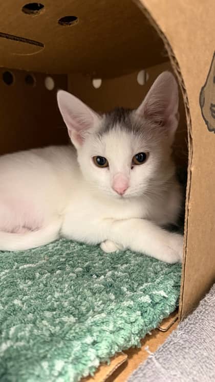 Tesla - Domestic Shorthair/Mix cat available for adoption at Humane Society London & Middlesex in London