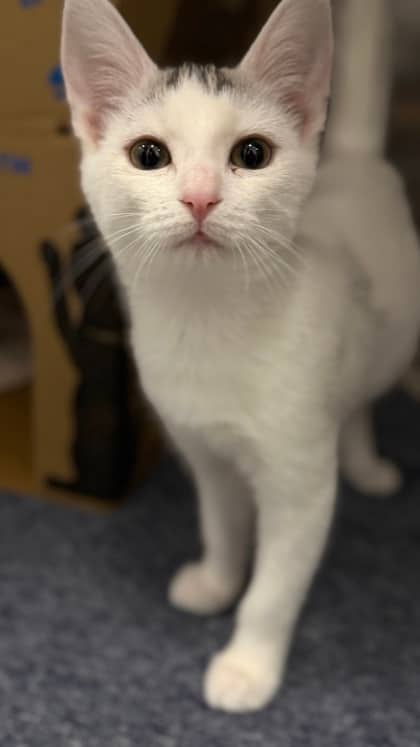 Jeep - Domestic Shorthair/Mix available for adoption