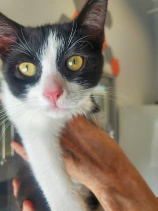 Stout - Domestic Shorthair/Mix cat available for adoption at Humane Society London & Middlesex in London