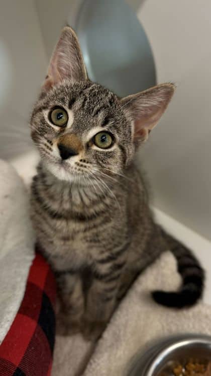Hogwash - Domestic Shorthair/Mix available for adoption