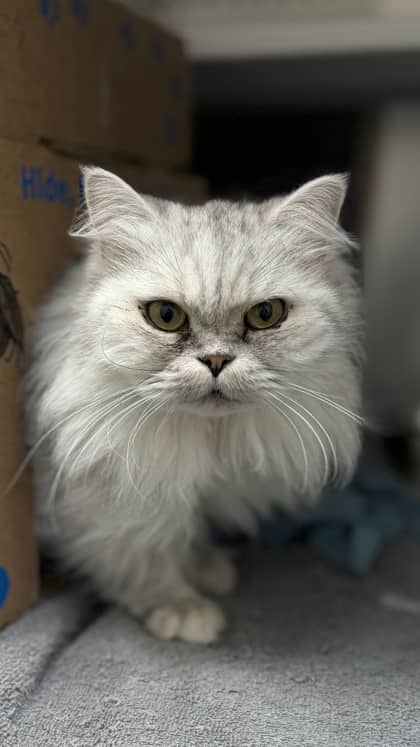 Mia - Persian/Mix cat available for adoption at Humane Society London & Middlesex in London