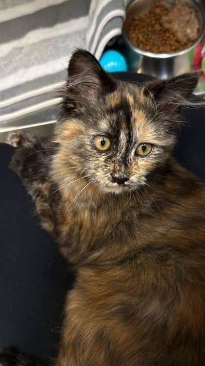 Green Apple - Domestic Medium Hair/Mix cat available for adoption at Humane Society London & Middlesex in London