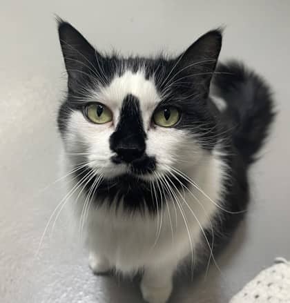 Chloe - Domestic Longhair/Mix available for adoption
