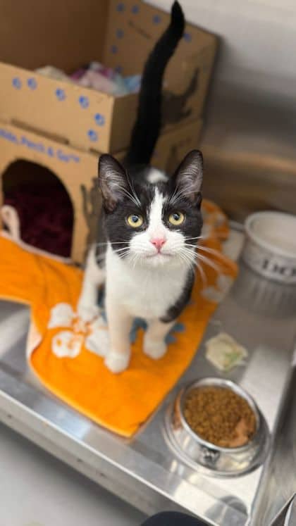 Stout - Domestic Shorthair/Mix available for adoption