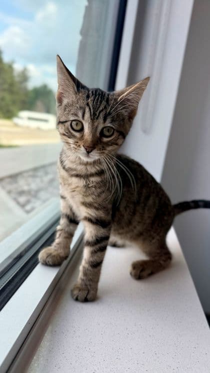 Kermit - Domestic Shorthair/Mix available for adoption